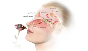 تاثیر رینوپلاستی بر عملکرد سینوس‌ها تا چه اندازه است؟